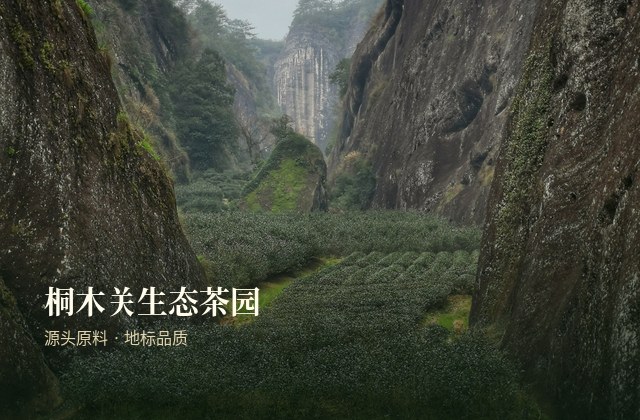 桐木关生态茶园